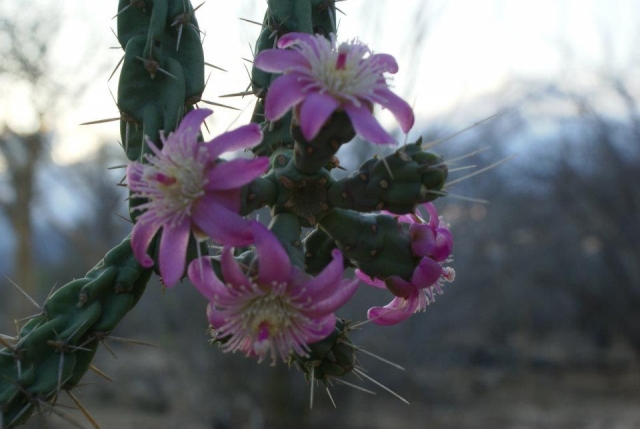  Flowers in the biosphere 